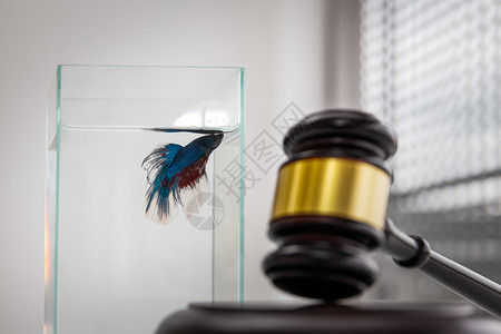 带鱼类背景概念的法律和司桌上的木锤投标出售图片