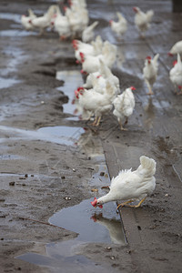 水母鸡自由游荡的白鸡在荷兰河边的Uutrech附近的有机农场上背景