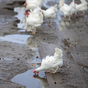水母鸡农村的哈维拉尔高清图片