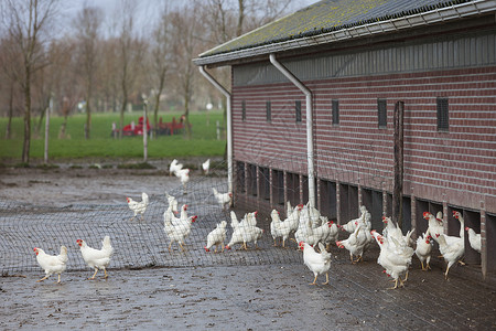 自由游荡的白鸡在荷兰河边的Uutrech附近的有机农场上背景图片