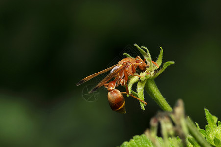 红黄蜂欧洲黄蜂高清图片