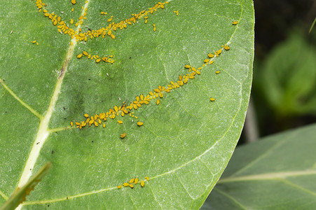 在马哈拉施特邦mahrst和因迪亚mahrst附近的小叶上虫子昆在印迪亚mahrst和马哈拉施特邦mahrst附近的小叶子上虫昆背景图片