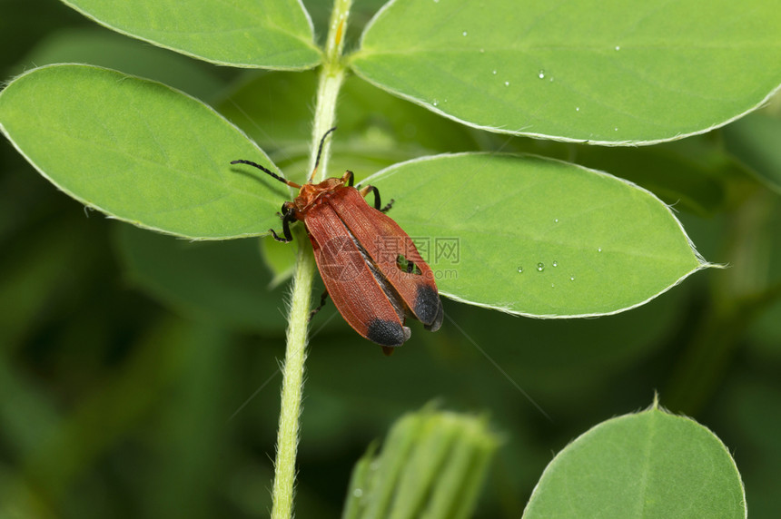 红苍蝇在印度马哈拉施特邦附近的一片叶子上红苍蝇在印度帕纳马哈拉施特邦附近的一片叶子上图片