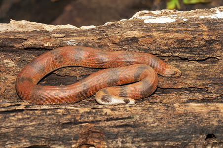 红沙波亚可爱的锥尾蛇高清图片