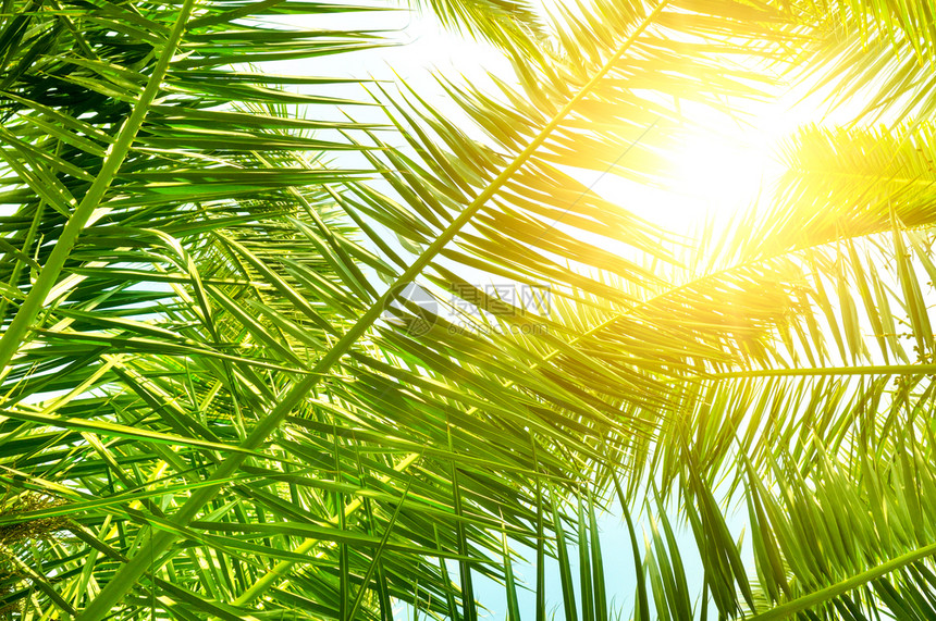 蓝天上棕榈叶和太阳的背景图片