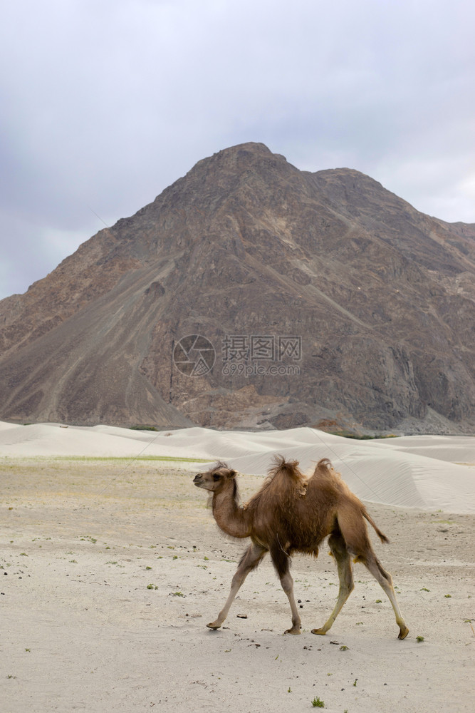 骆驼和北极是中部的草原上土生长的大型偶触喉骆驼背上有两座即柏岗湖果木和卡什米尔语骆驼和喀什米尔语骆驼和喀什米尔语是北图片