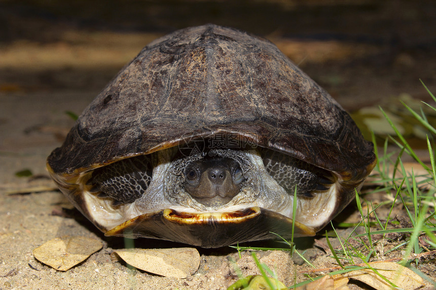 印地安黑龟海三栖安皮卡纳塔克因迪亚在南阿西发现的中等淡水海龟在南阿西亚发现的中度淡水海龟在印地安黑海龟因迪亚岛发现的中等淡水海龟图片