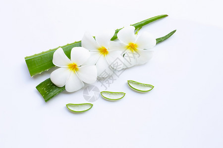 孤立的芦荟aloevra是一家受人欢迎的药用植物于健康和美貌白色背景背景