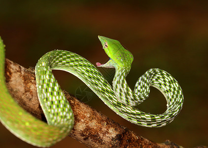 蛇绿色绿藤蛇卡纳塔背景