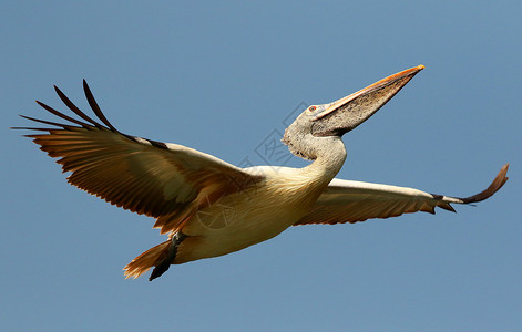 飞行鹈鹕在飞行中有标注的虫斑点鸟背景