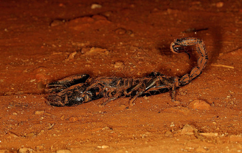 获得森林蝎子异球菌甘埃什古迪卡纳塔克印地安亚图片