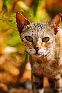 哈咪猫陪你植树猫盯着你莎塔拉玛哈施特印地亚猫盯着你印地亚背景