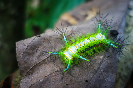 荧光蝴蝶马来西亚塔曼内加拉公园里蛰人的蛞蝓毛虫叮人的蛞蝓毛虫马来西亚塔曼内加拉公园背景