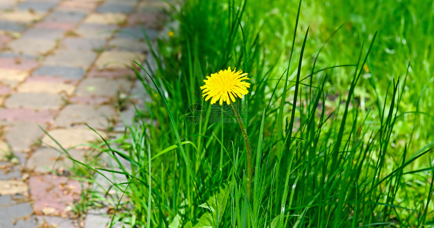绿色草地上的黄花朵宽阔的相片图片