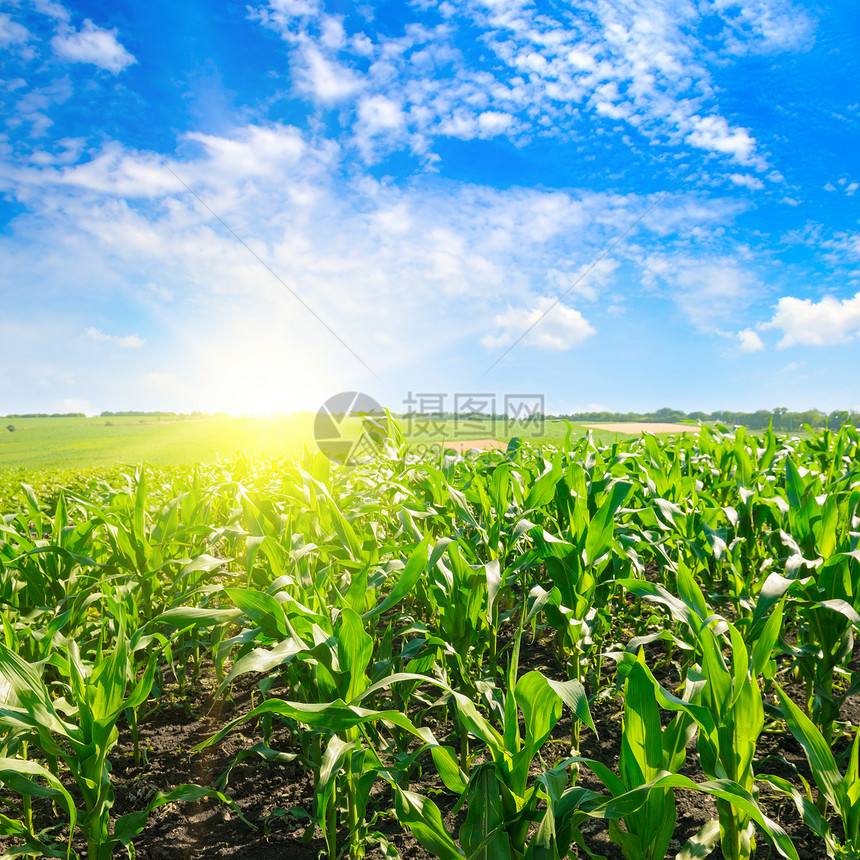 绿色的玉米田和明亮日出与蓝色天空农业景观图片
