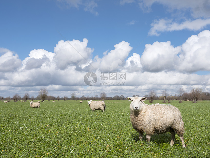 在蓝天下的羊群图片