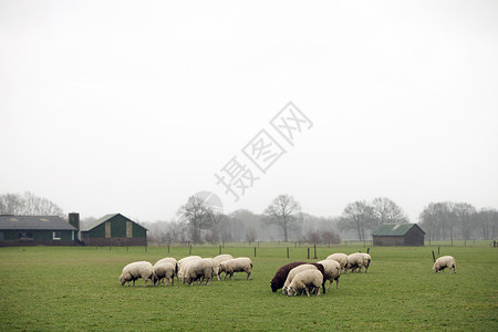 利昂伯格在乌特勒支省利斯登附近的绿草地上放牧羊群其背景是农场背景