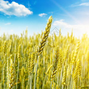 农业地貌小麦田和蓝天的日出图片