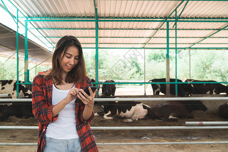 使用手机或智能电话与奶牛养殖和畜牧业概念的奶牛一起使用手机或智能电话图片