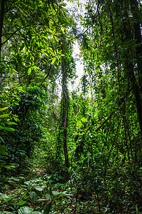泰国清迈丛林景观泰国清迈丛林图片