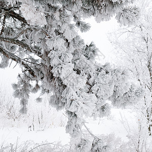 冬季森林雪中的美景和丽的圆场景图片