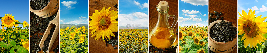 明亮的向日葵和蓝天田野木制桌上的向日葵种子和油宽阔的照片免费文字空间图片