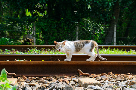 惊恐猫站在铁路的轨上图片