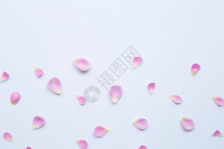白色背景上孤立的粉红玫瑰花瓣复制空格图片