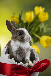 黄色郁金香背景蛋壳形状里的灰白兔子图片
