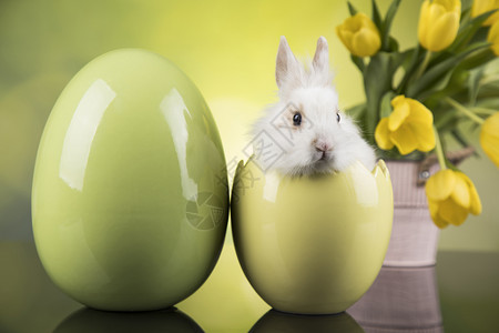 黄色郁金香背景蛋壳形状里的洁白兔子图片