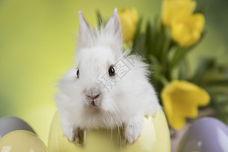 黄色蛋壳上的白色兔子图片