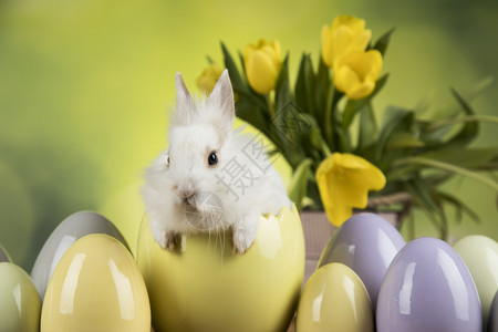 黄色蛋壳上的白色兔子图片