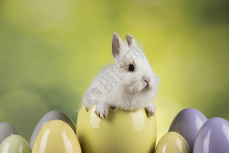 站在黄色鸡蛋上的黑眼睛小兔子图片