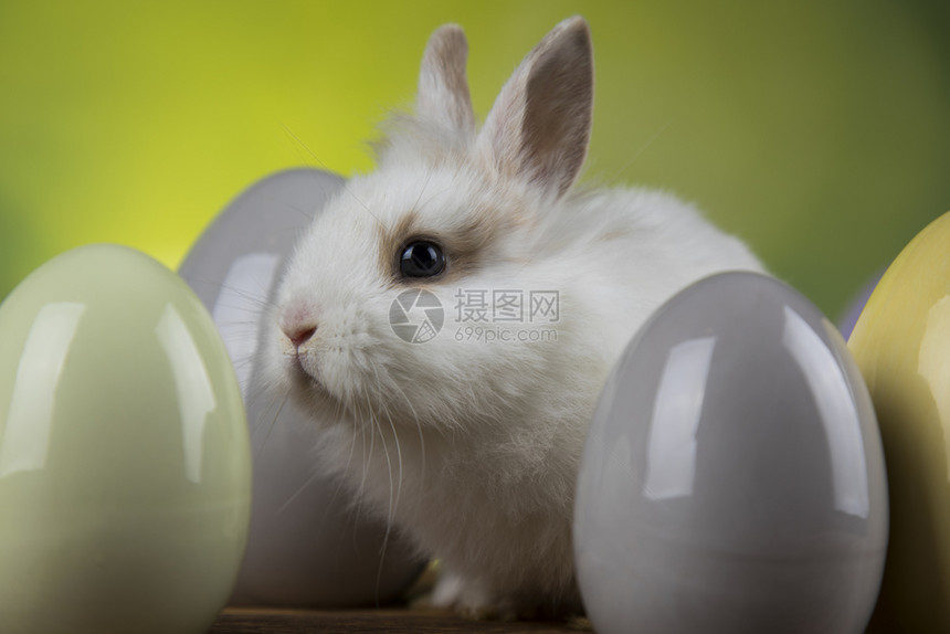 被鸡蛋围住的黑眼睛小兔子图片