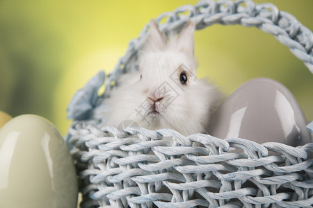 有篮子背景的小兔子图片