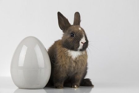 褐色小兔子和灰色鸡蛋图片