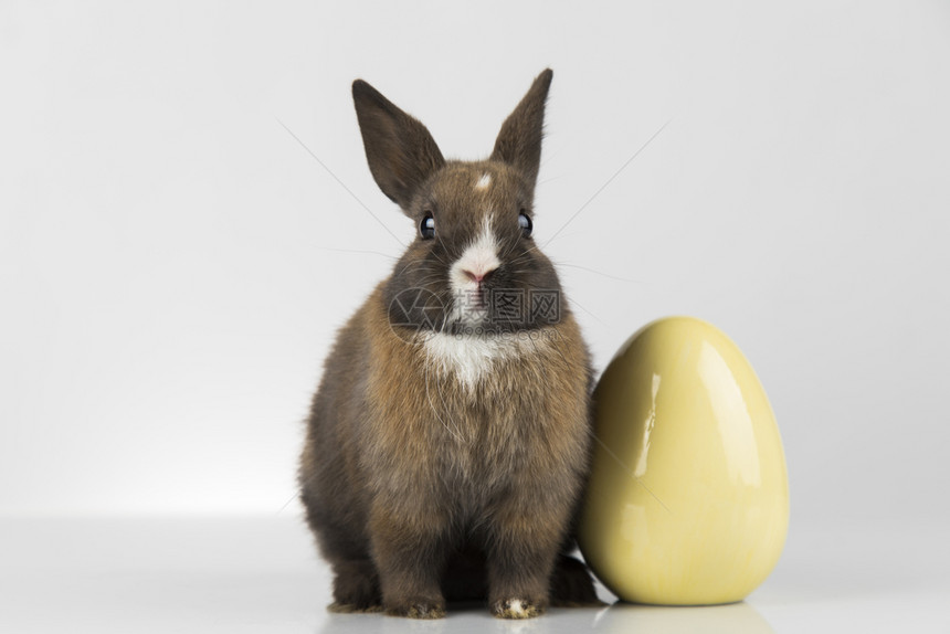 褐色小兔子和黄色鸡蛋图片