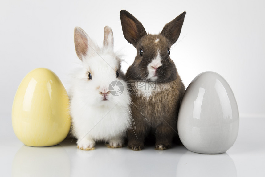两只兔子和复活节鸡蛋图片