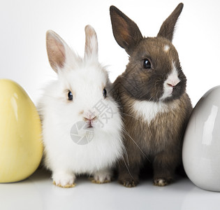 两只兔子和复活节鸡蛋图片