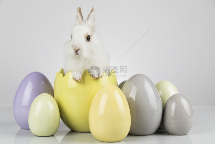 白色背景的兔子和复活节鸡蛋图片