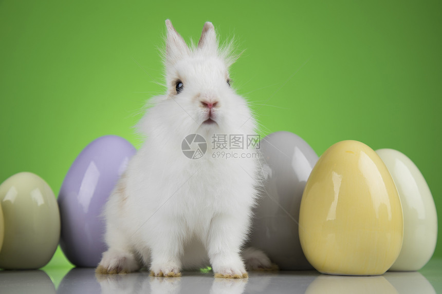 绿色色背景的白毛兔子肖像图片