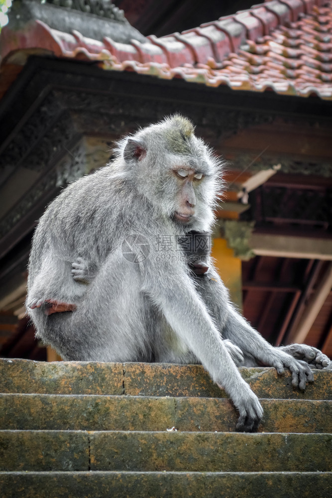 在神圣的猴子森林寺院屋顶上猴子乌布德巴利印地安尼西亚在猴子森林的寺院屋顶上猴子印地安尼西亚图片