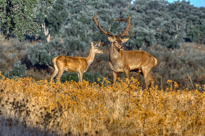 草原上的成年鹿图片