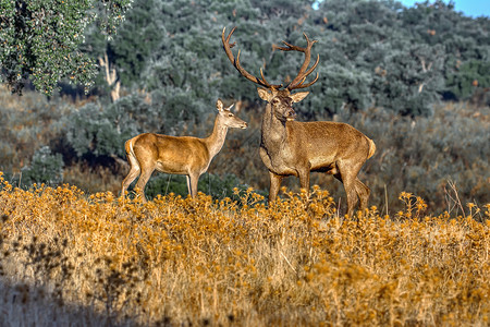 草原上的成年鹿高清图片