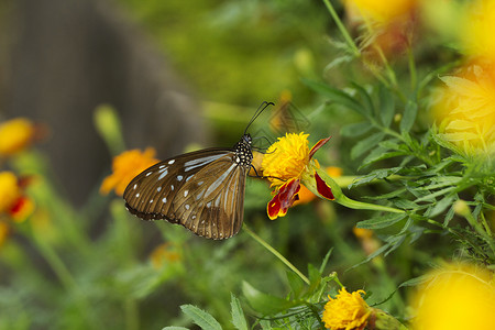 萨瓦尼尔泰米尔语蝴蝶高清图片