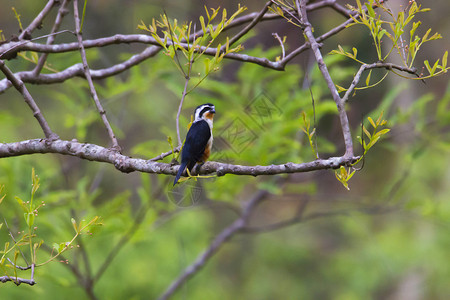木莲领带的falconet带锁的falconet带环的caleruscnjimcorebt公园naitl区uarkhndia背景