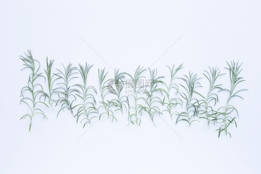 在白色背景上孤立的咖哩植物叶图片