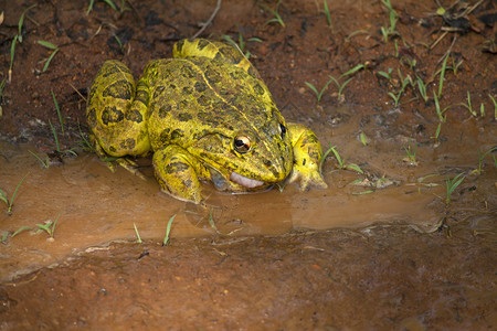 牛蛙兰诺克沼泽高清图片