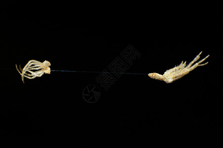 螃蟹蜘蛛沙丸马鲁斯螺旋藻安巴科哈普尔马拉施特印地安那螃蟹蜘蛛印地安亚图片