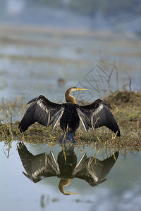 拍打拉筋达特蛇鸟阿宁吉达太阳浴基奥拉迪汉纳公园巴拉特普尔贾斯坦邦因迪亚达特日浴布拉普尔因迪亚背景